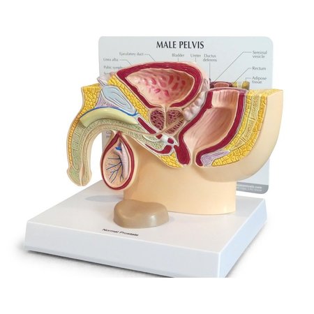 Anatomical Model - Male Pelvis - Prostate -  GPI ANATOMICAL, 3550
